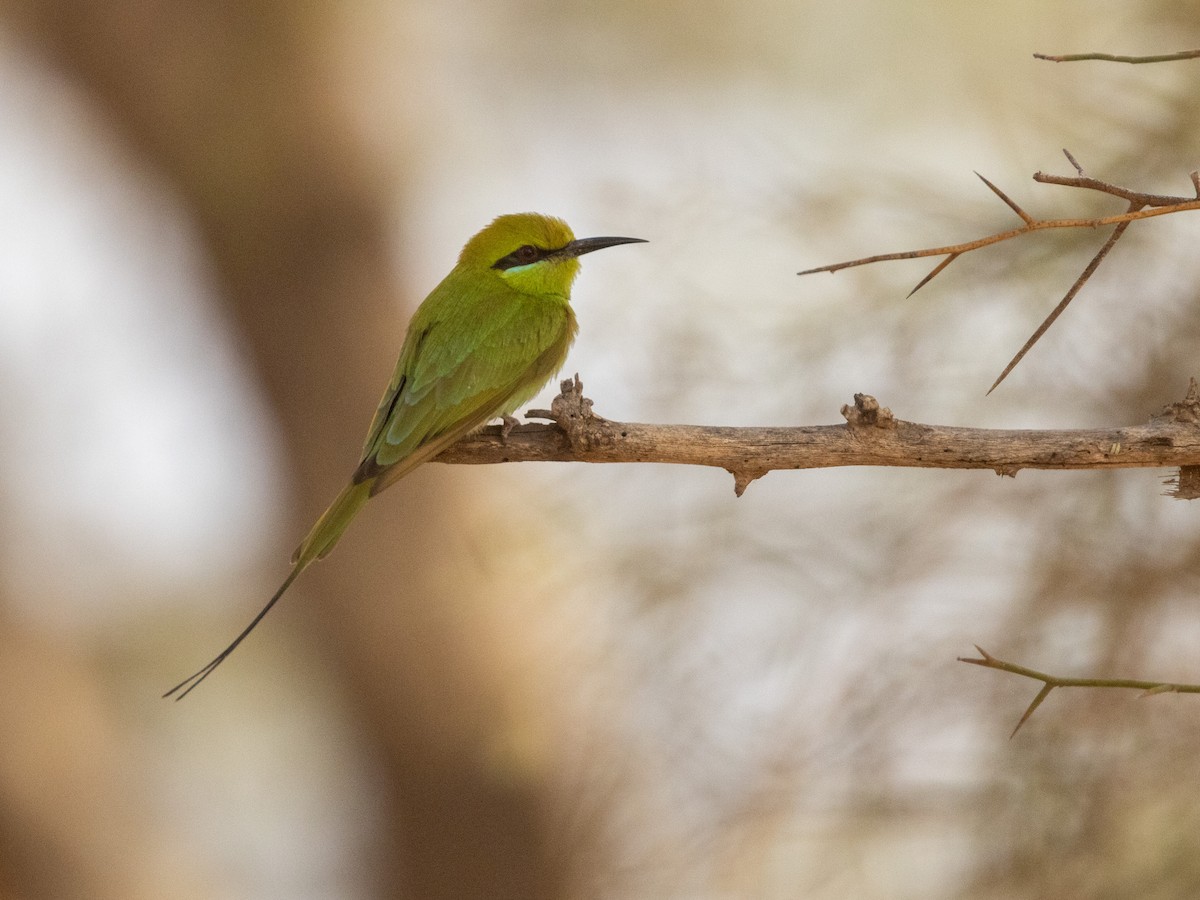 African Green Bee-eater - ML654943160