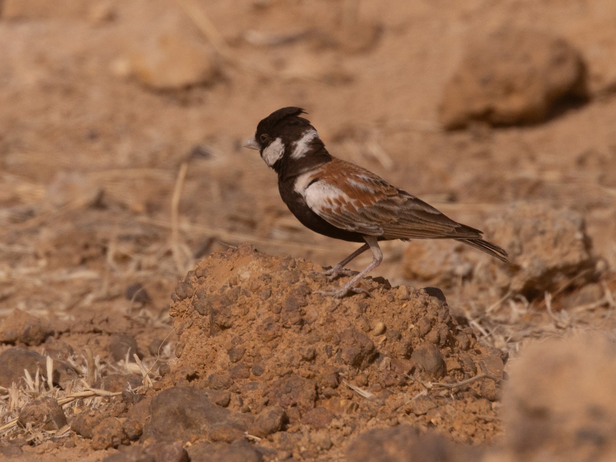 ホオジロスズメヒバリ - ML654944997