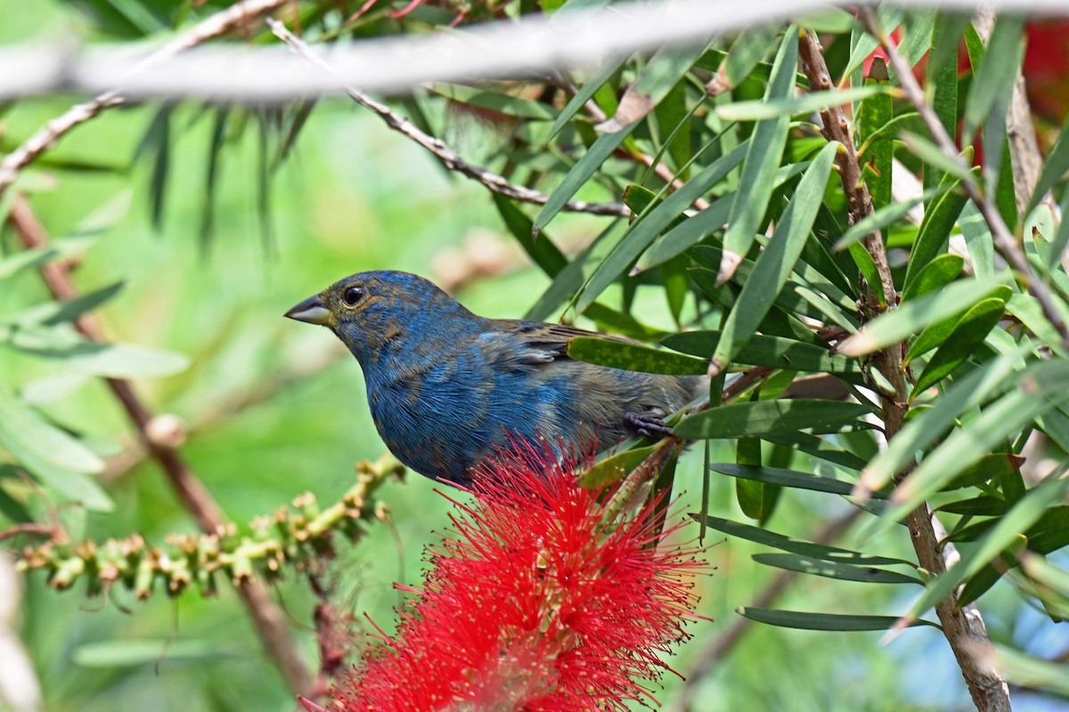 Indigo Bunting - ML654947105
