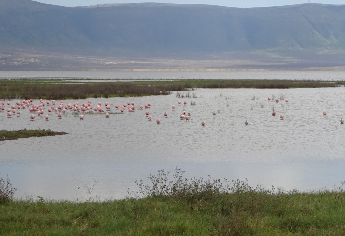 Lesser Flamingo - ML654947181