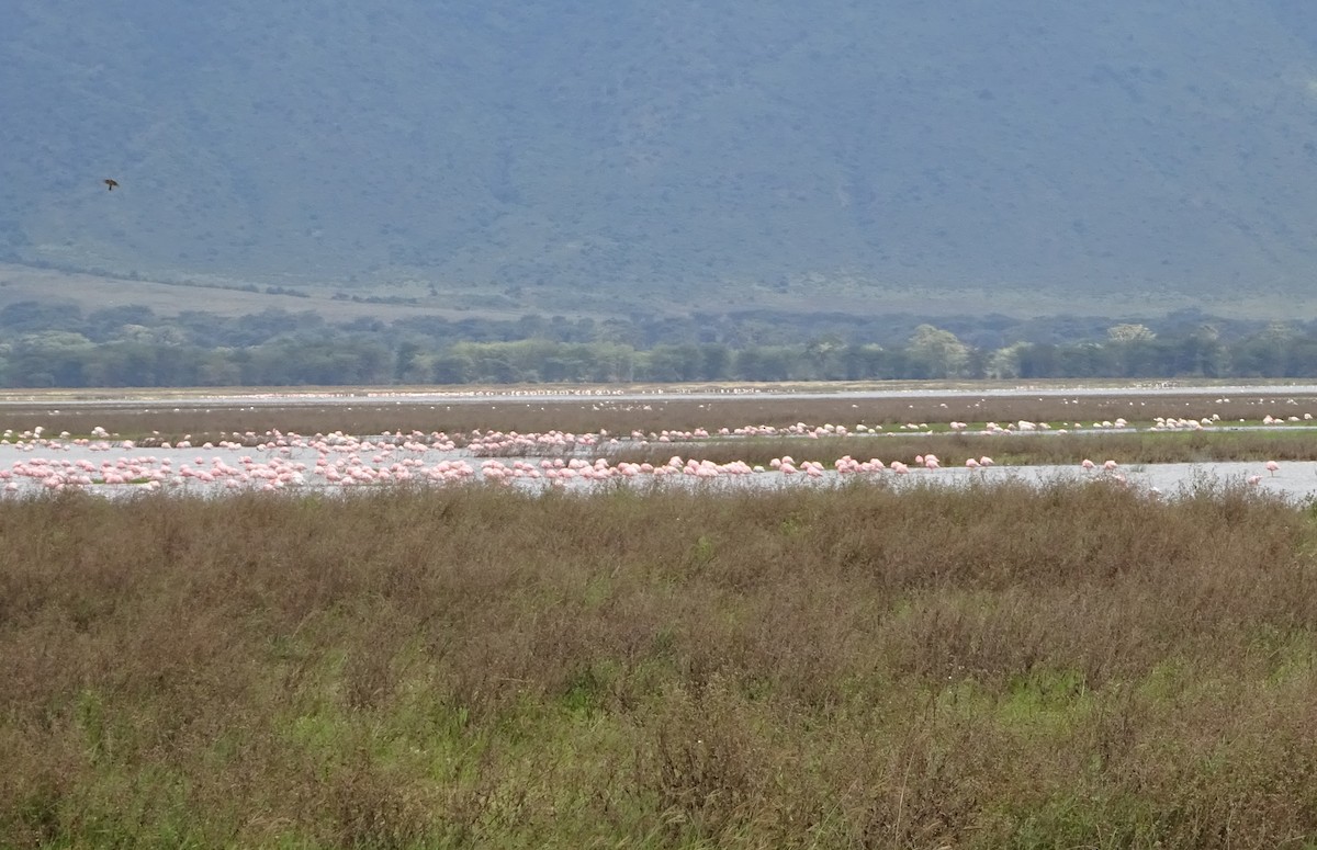 Lesser Flamingo - ML654947182