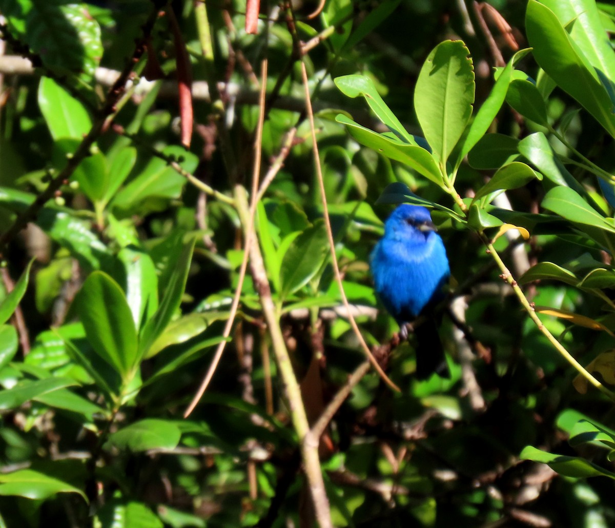 Indigo Bunting - ML654948923