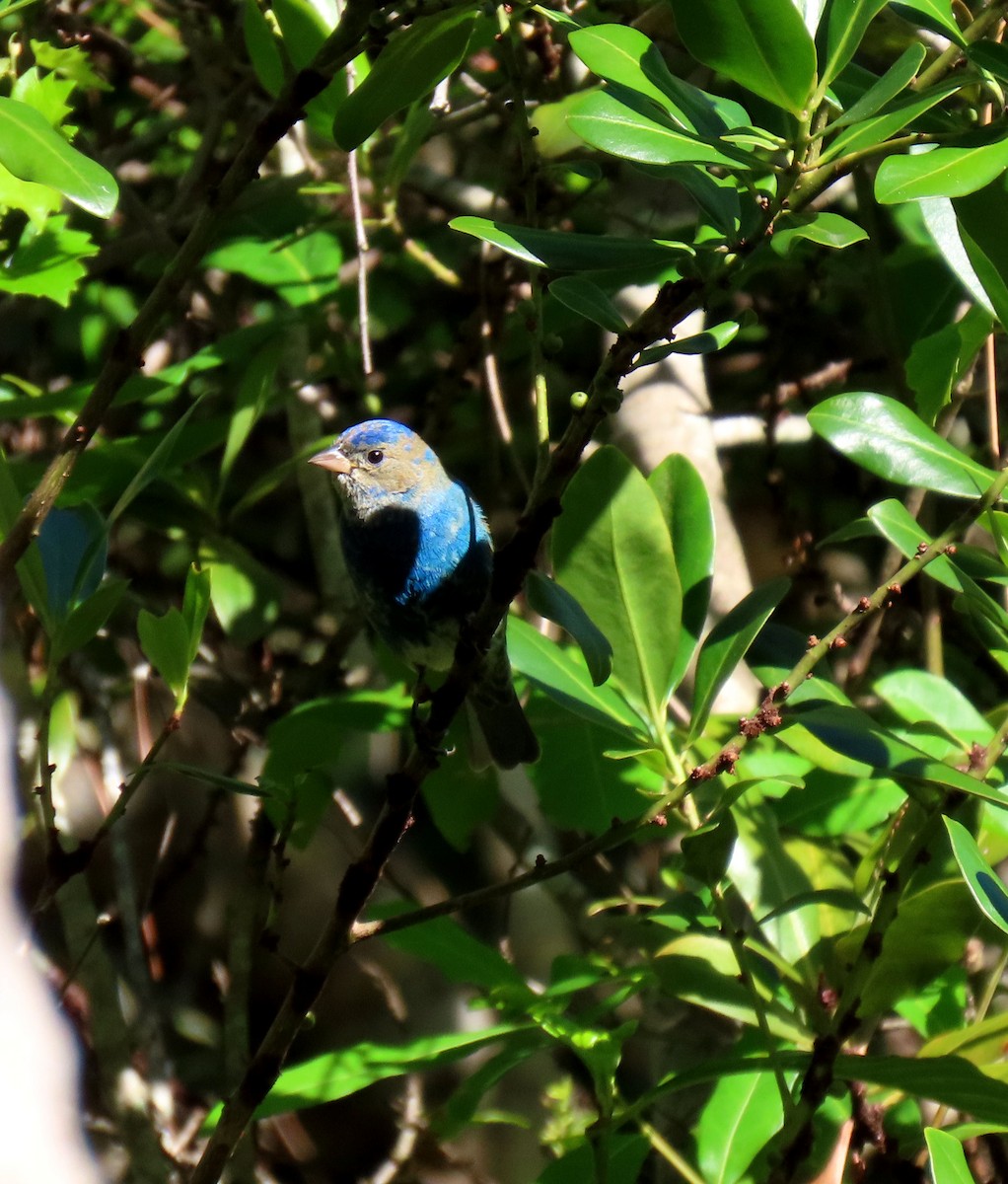 Indigo Bunting - ML654948932