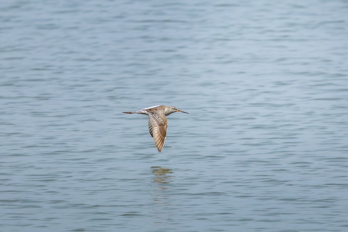 Dunkelwasserläufer - ML654949733