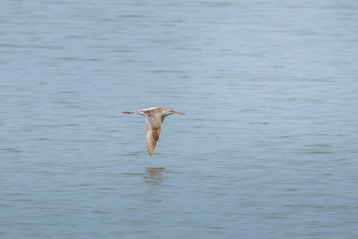 Dunkelwasserläufer - ML654949734