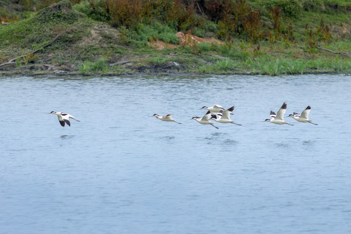 Säbelschnäbler - ML654949740