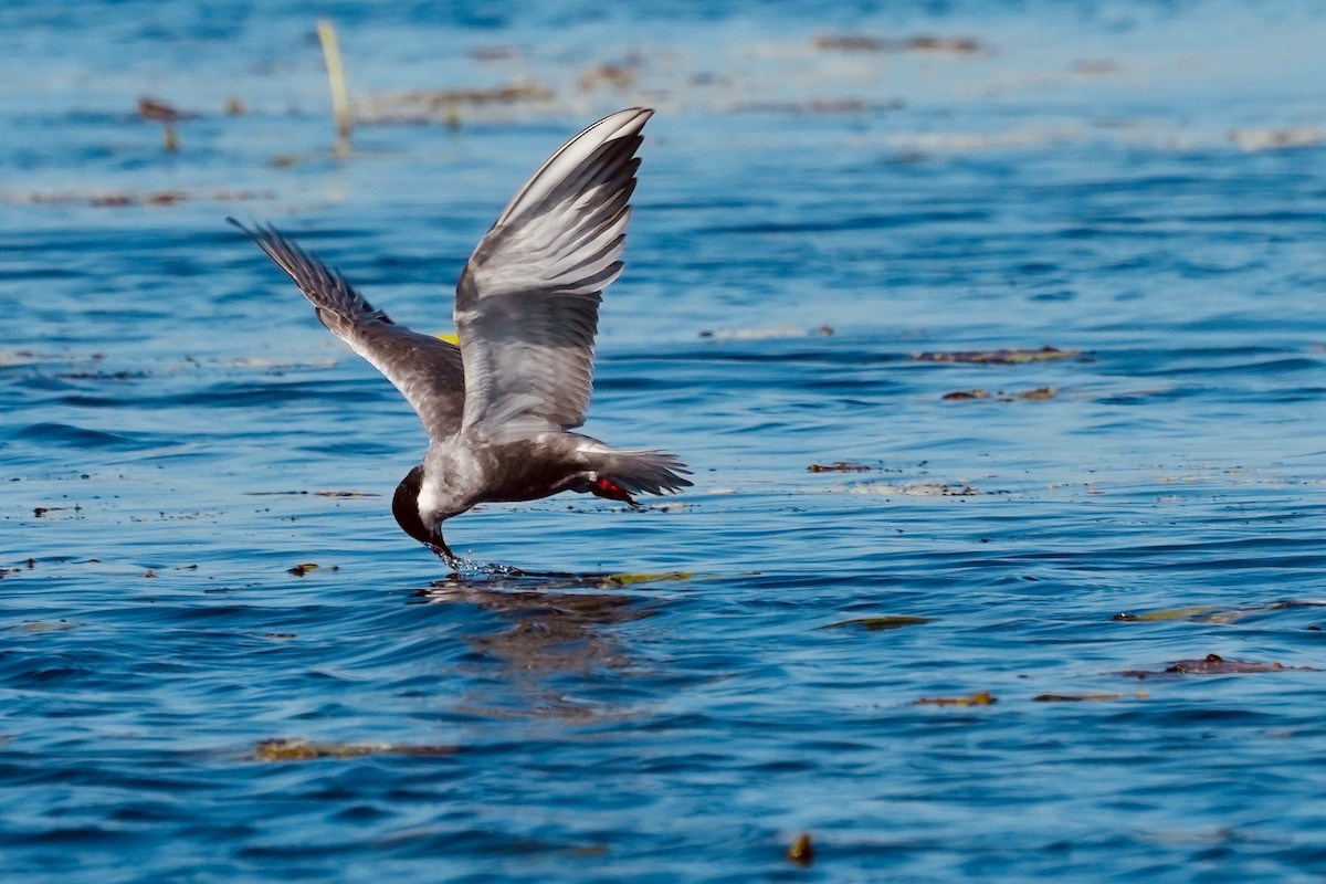 Whiskered Tern - ML654950909