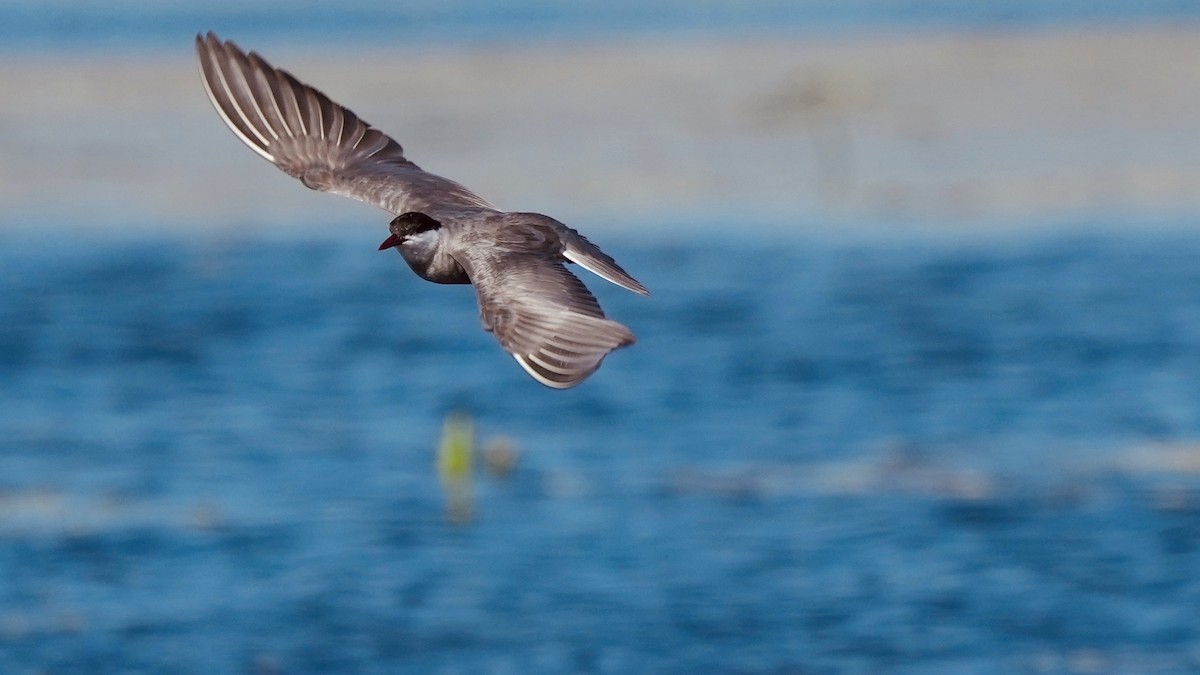 Whiskered Tern - ML654950916