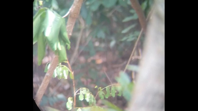 Philippine Megapode - ML654951187