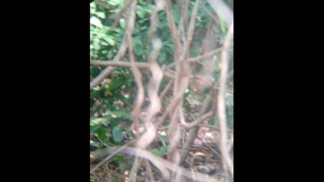 Philippine Megapode - ML654951190