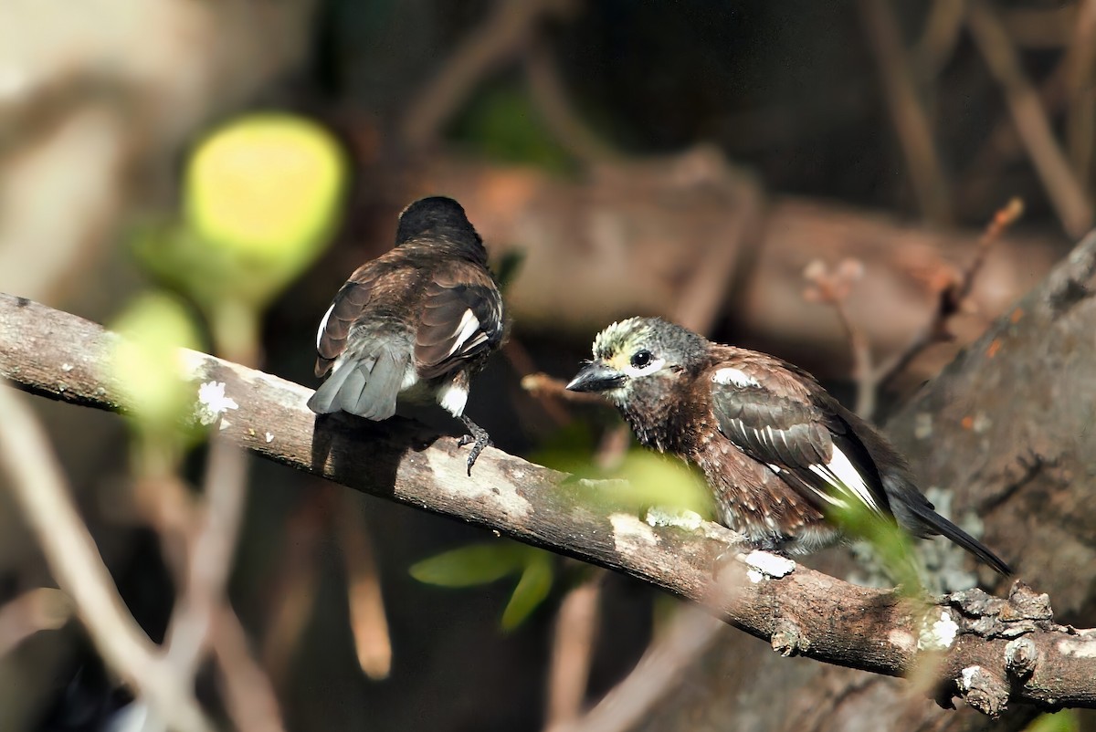 Whyte's Barbet - ML654951680