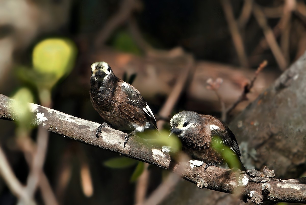 Whyte's Barbet - ML654951681