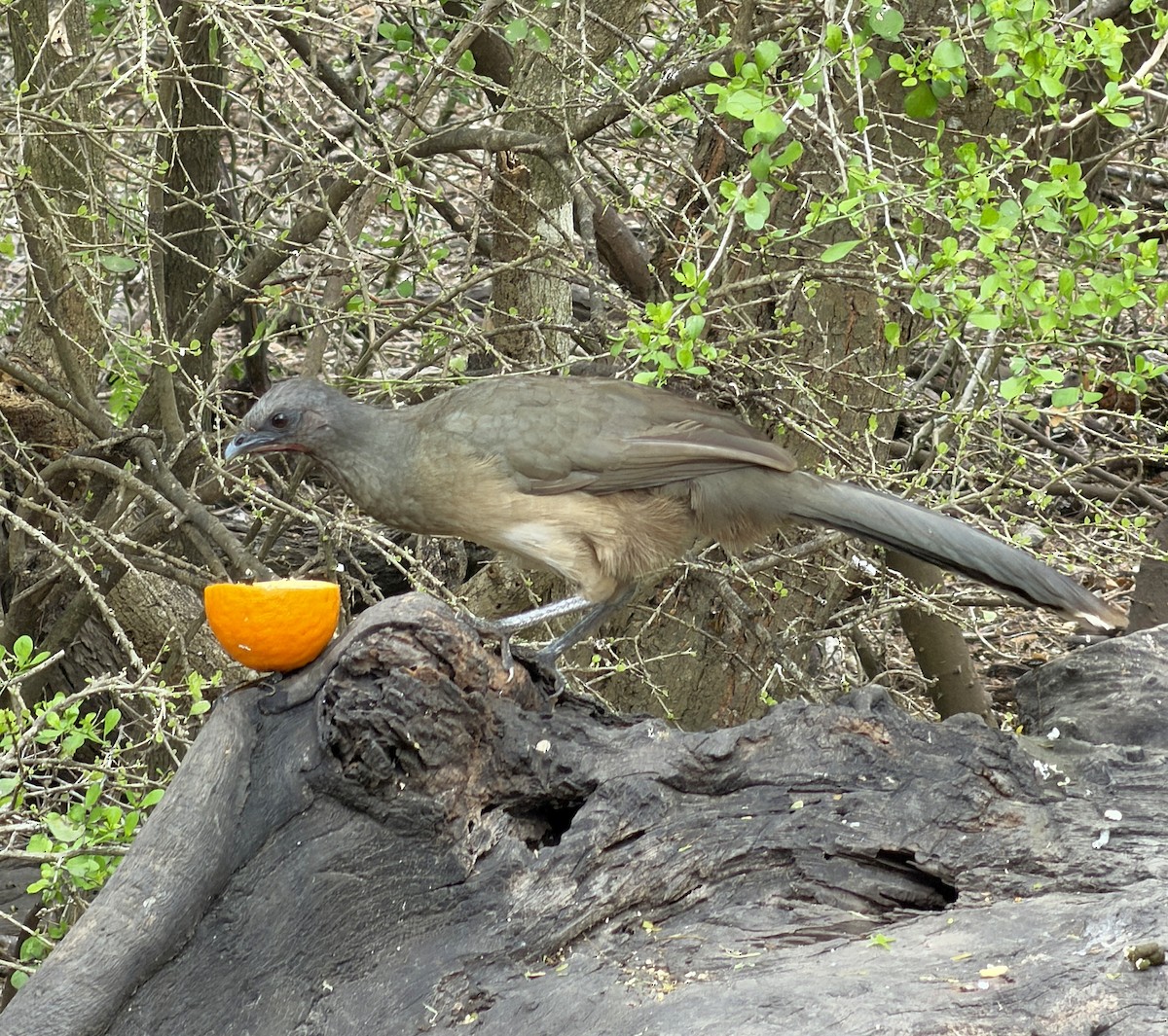 Plain Chachalaca - ML654951968