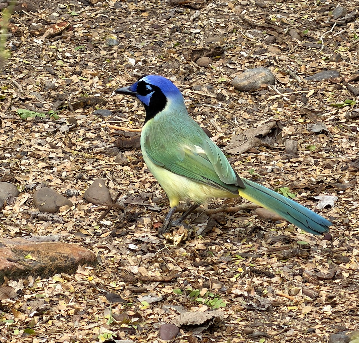 Green Jay - ML654951972