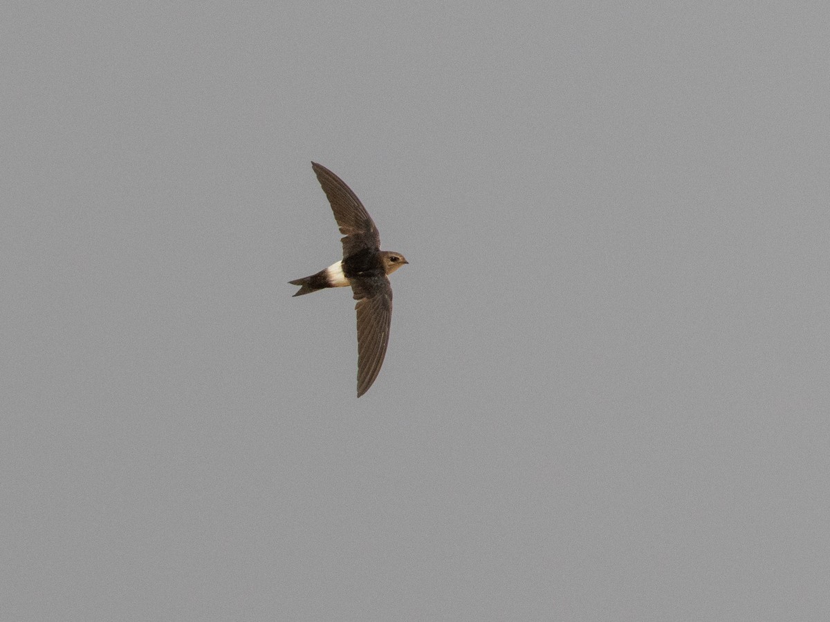 Horus Swift - ML654952065