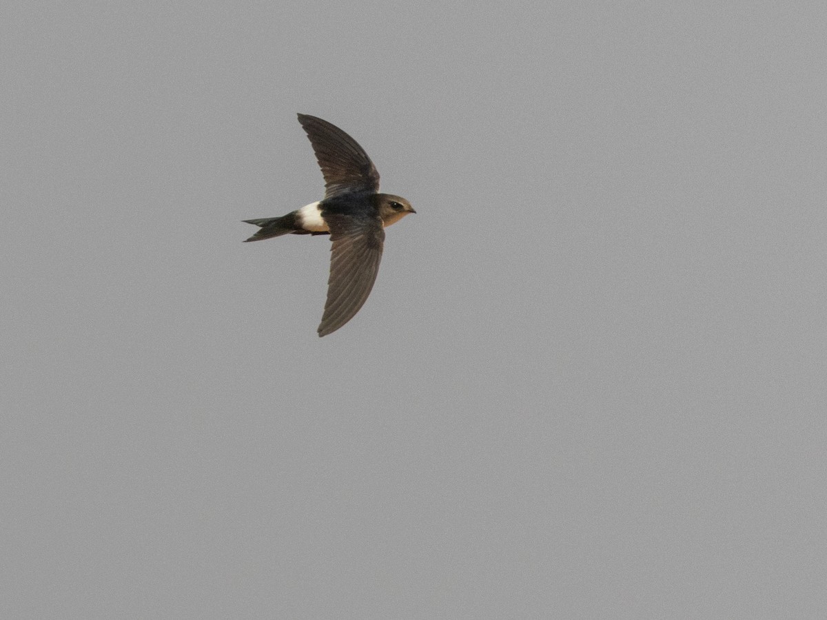 Horus Swift - ML654952066