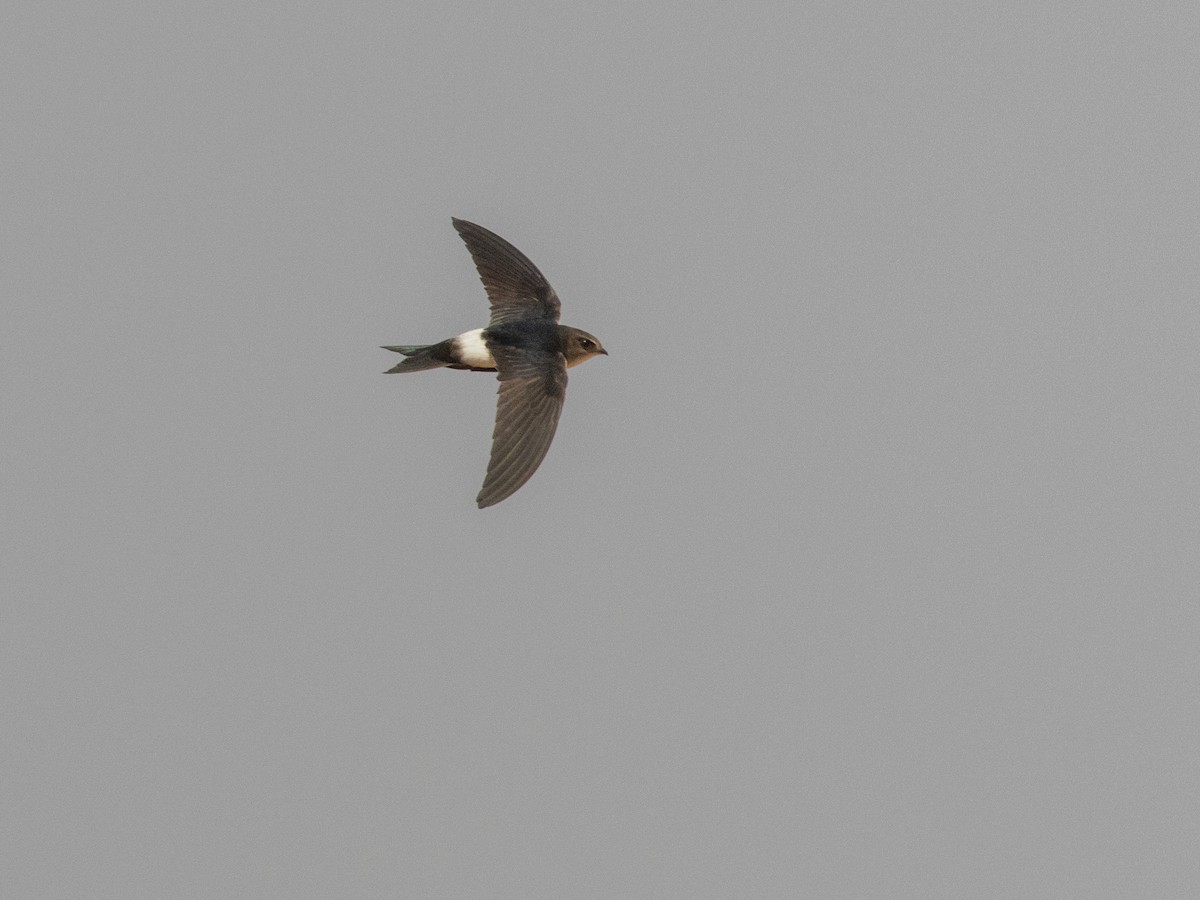Horus Swift - ML654952068
