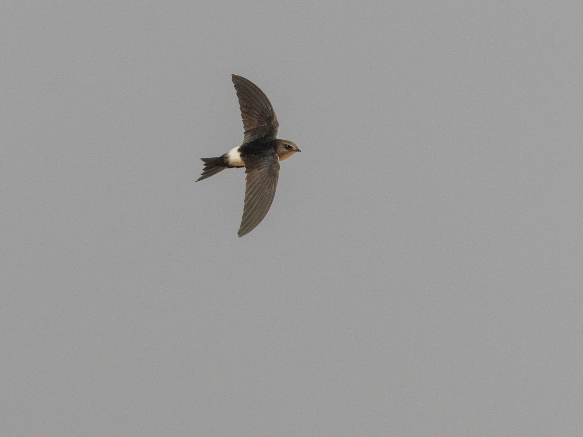 Horus Swift - ML654952069