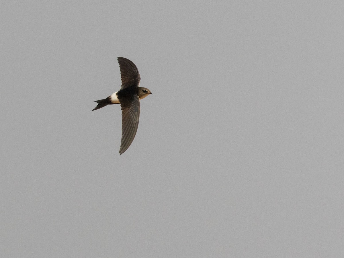 Horus Swift - ML654952070