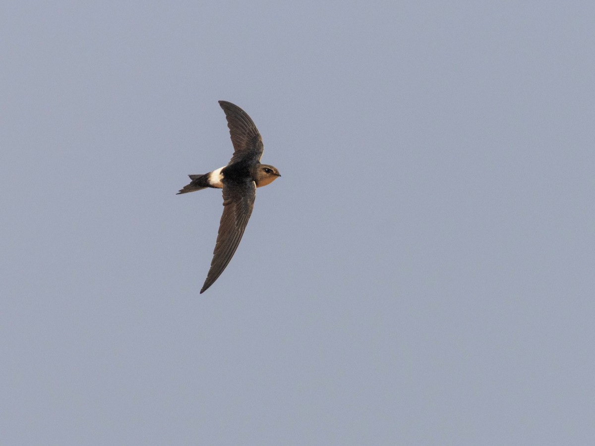 Horus Swift - ML654952071