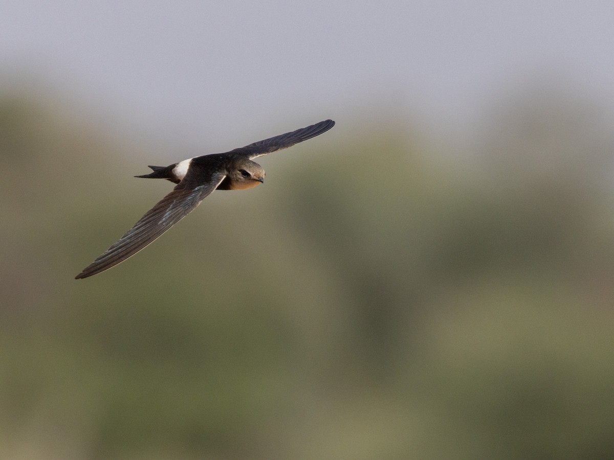 Horus Swift - ML654952072