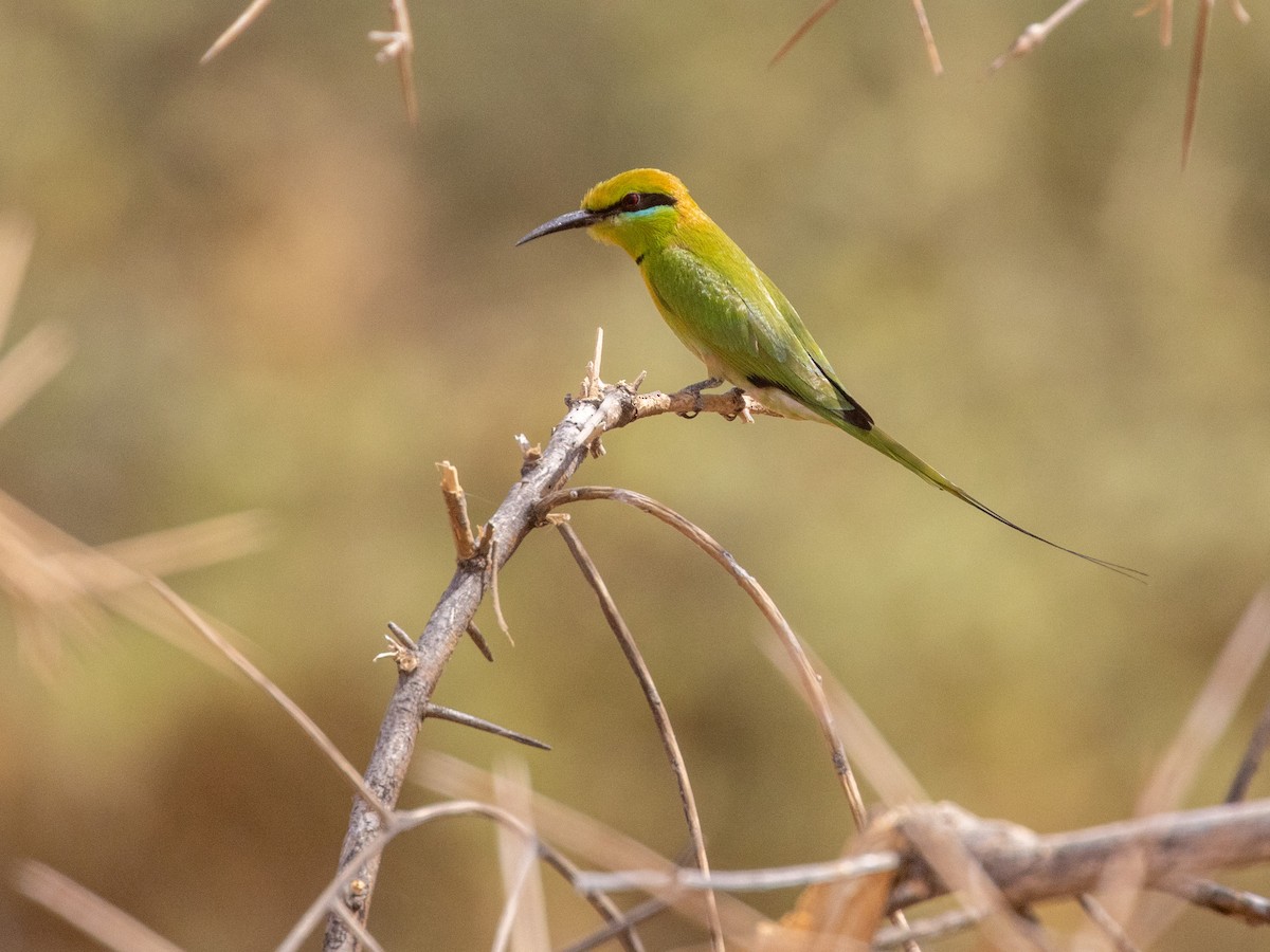 African Green Bee-eater - ML654952104