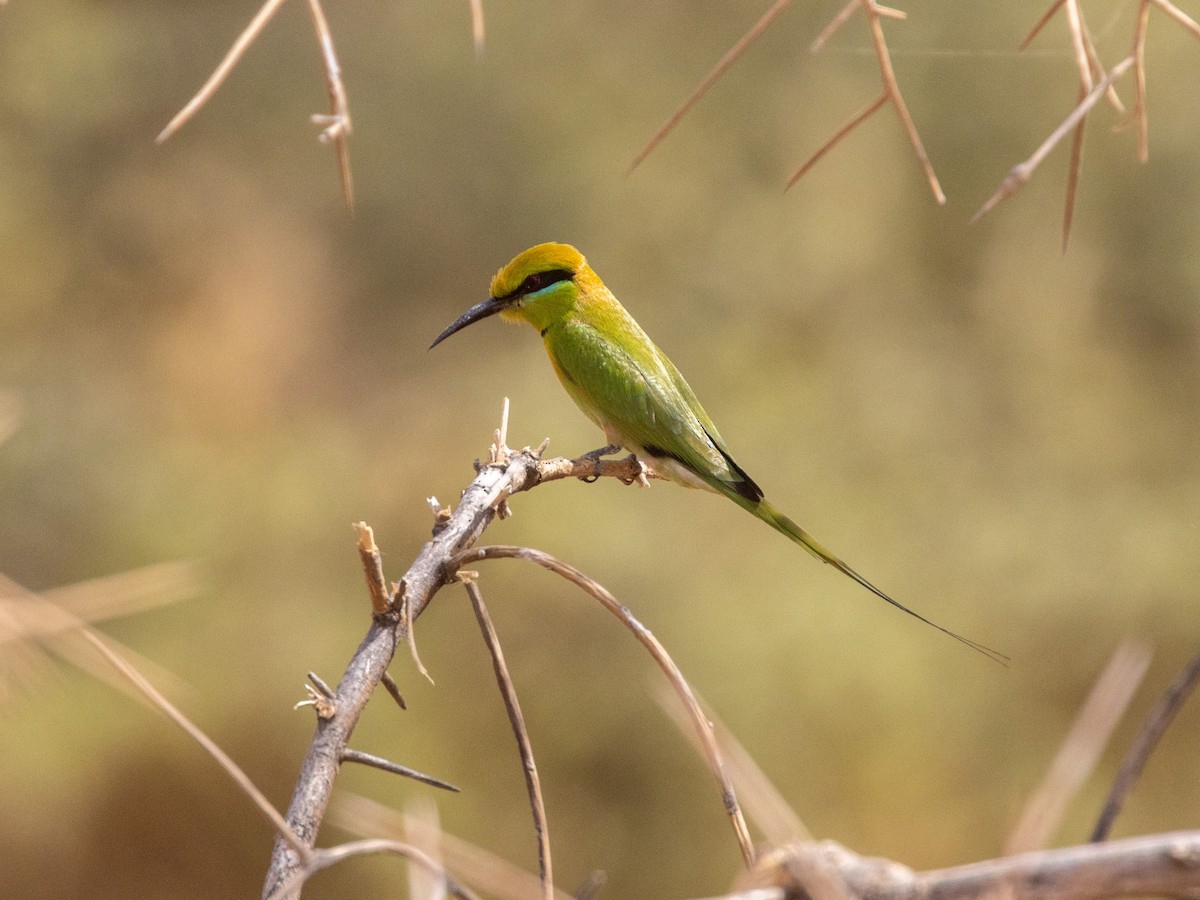 African Green Bee-eater - ML654952105