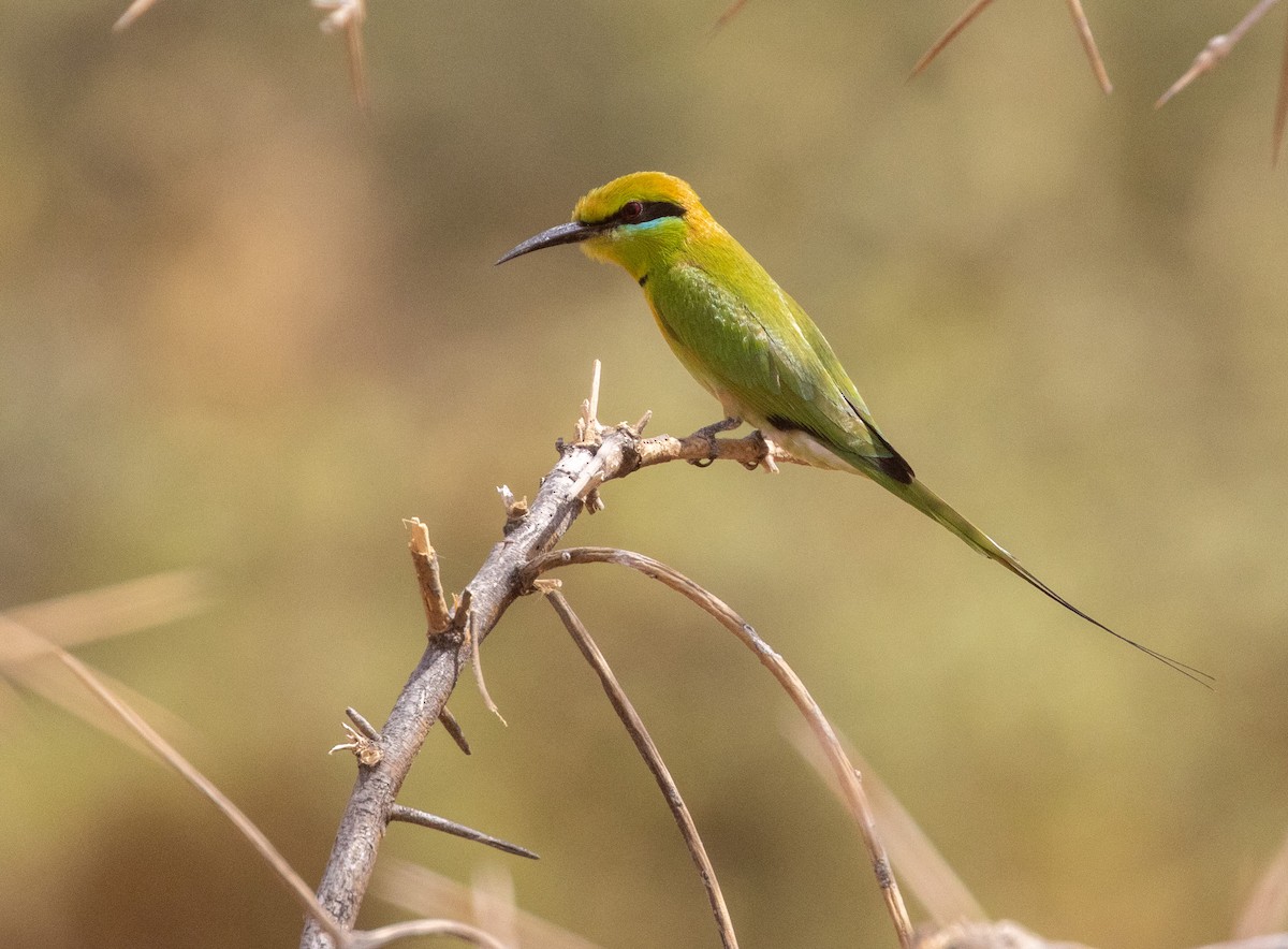 African Green Bee-eater - ML654952106