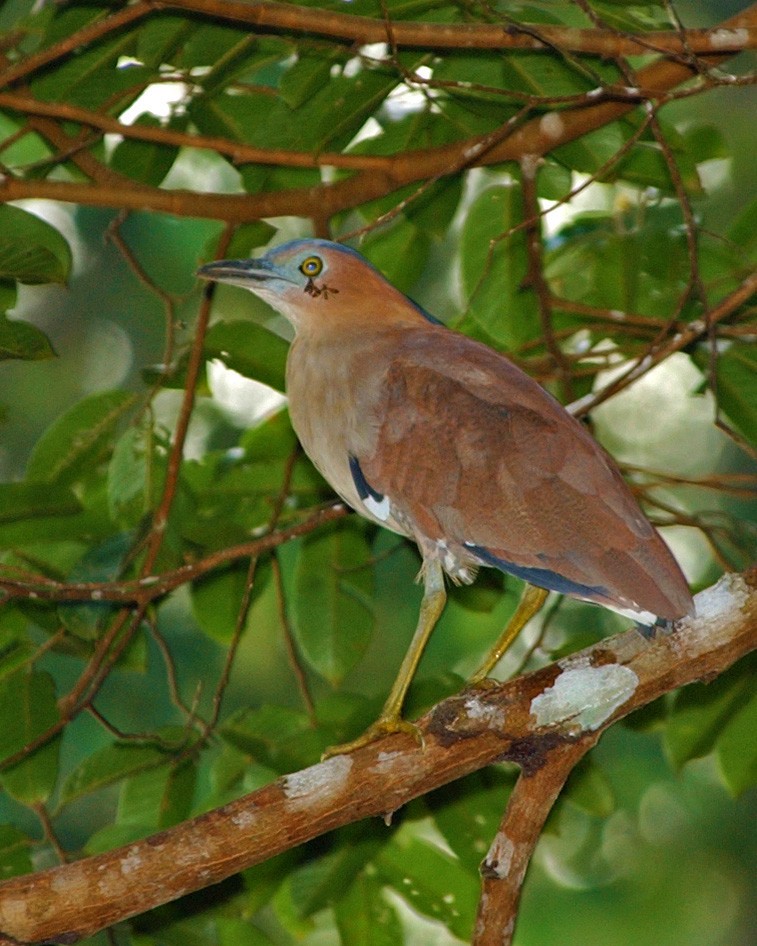 黑冠麻鷺 - ML654952457