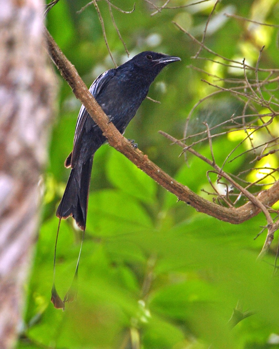 Greater Racket-tailed Drongo - ML654952833