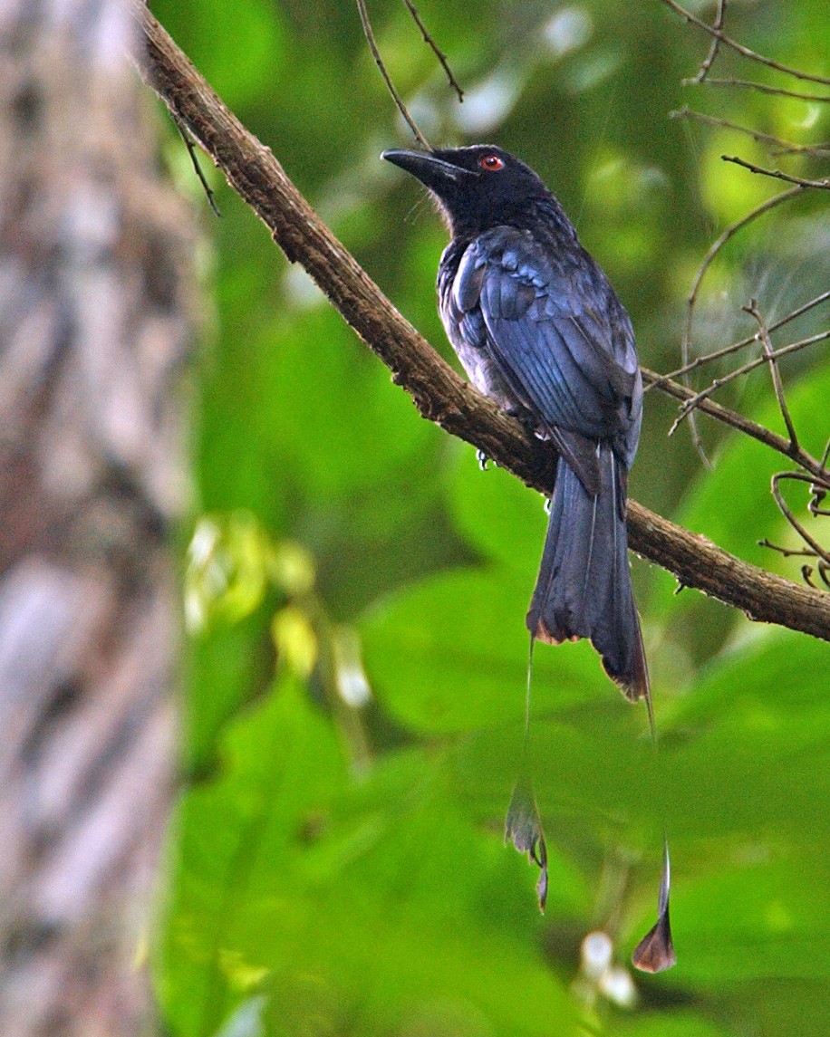 Greater Racket-tailed Drongo - ML654952970