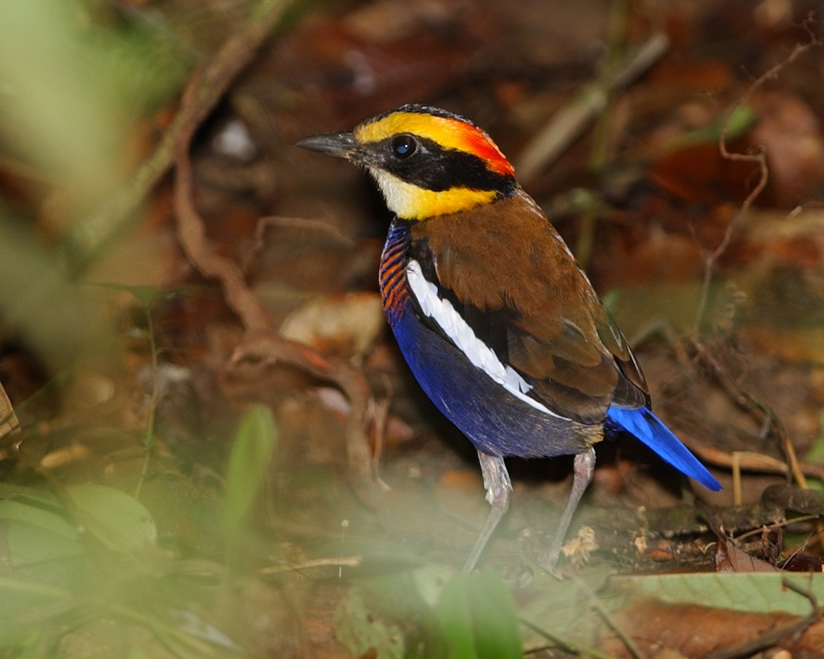 Malayan Banded-Pitta - ML654953127