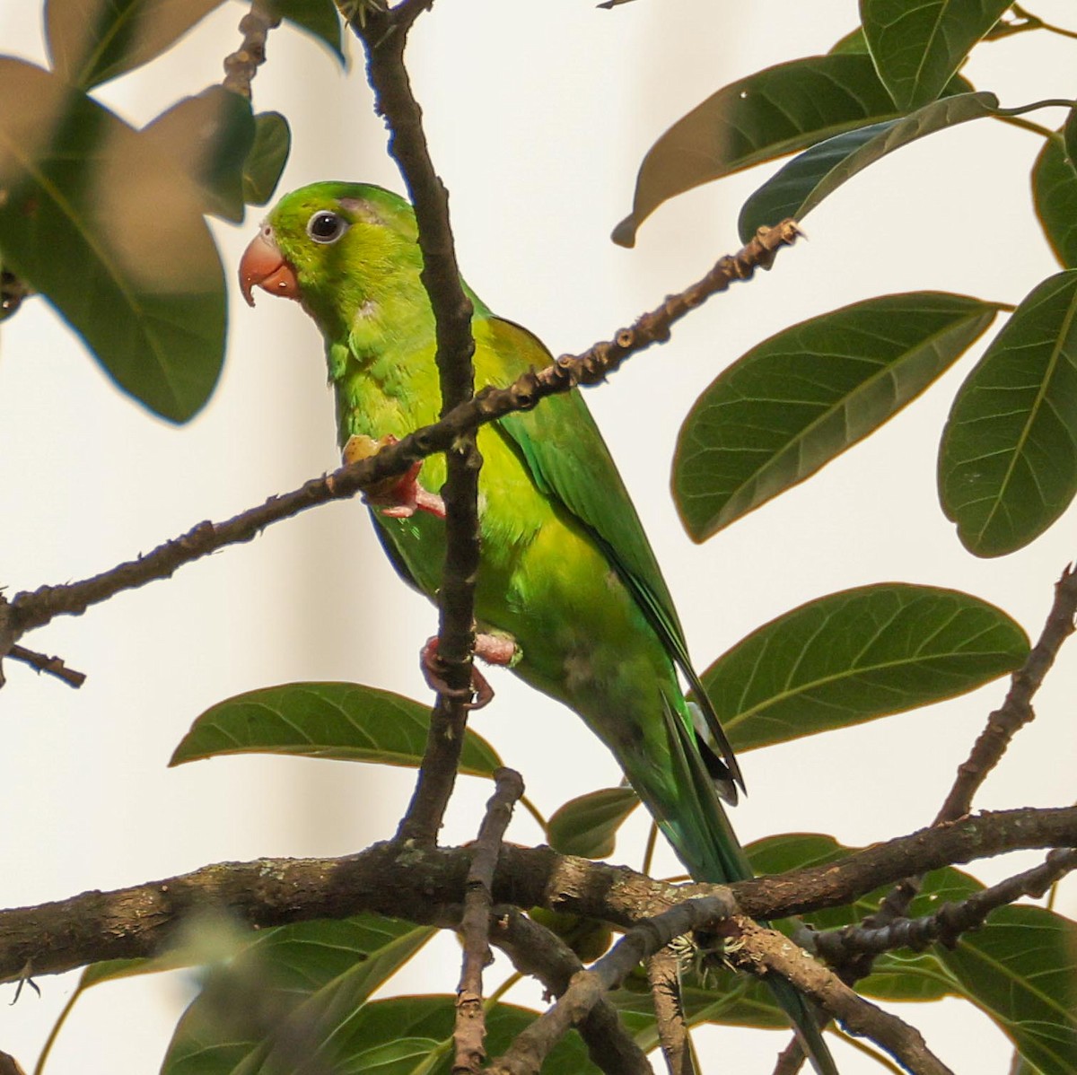 Тіріка бронзовоплечий - ML654953136