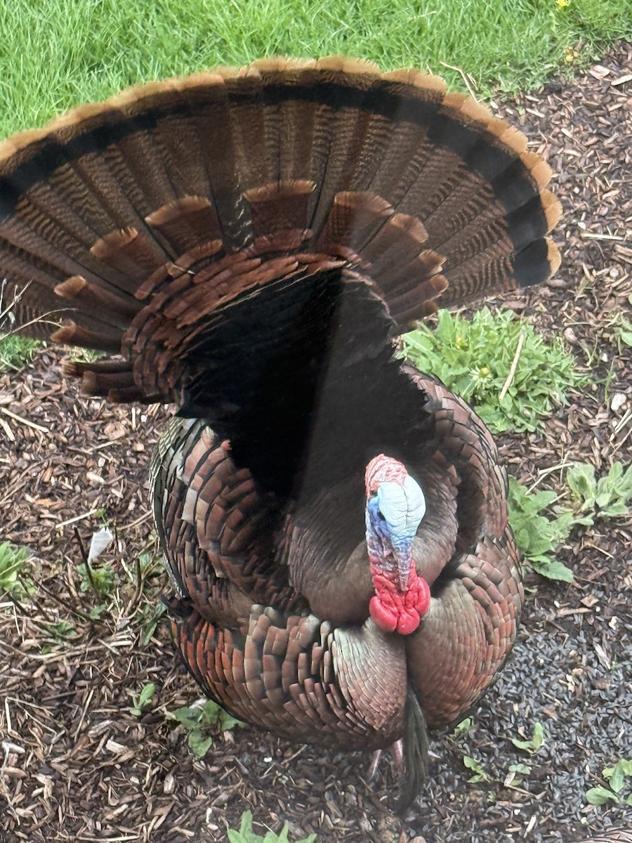 Індик великий - ML654953140