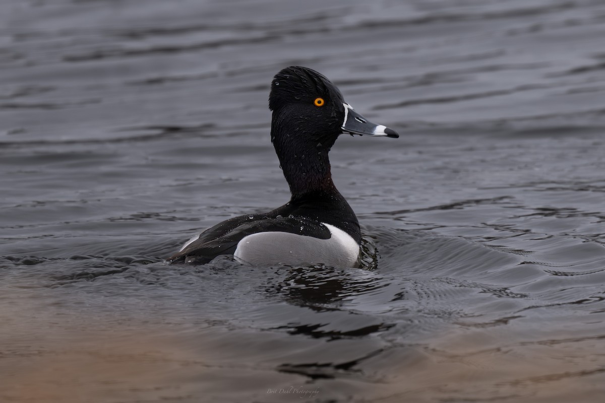 Чернь канадська - ML654953145