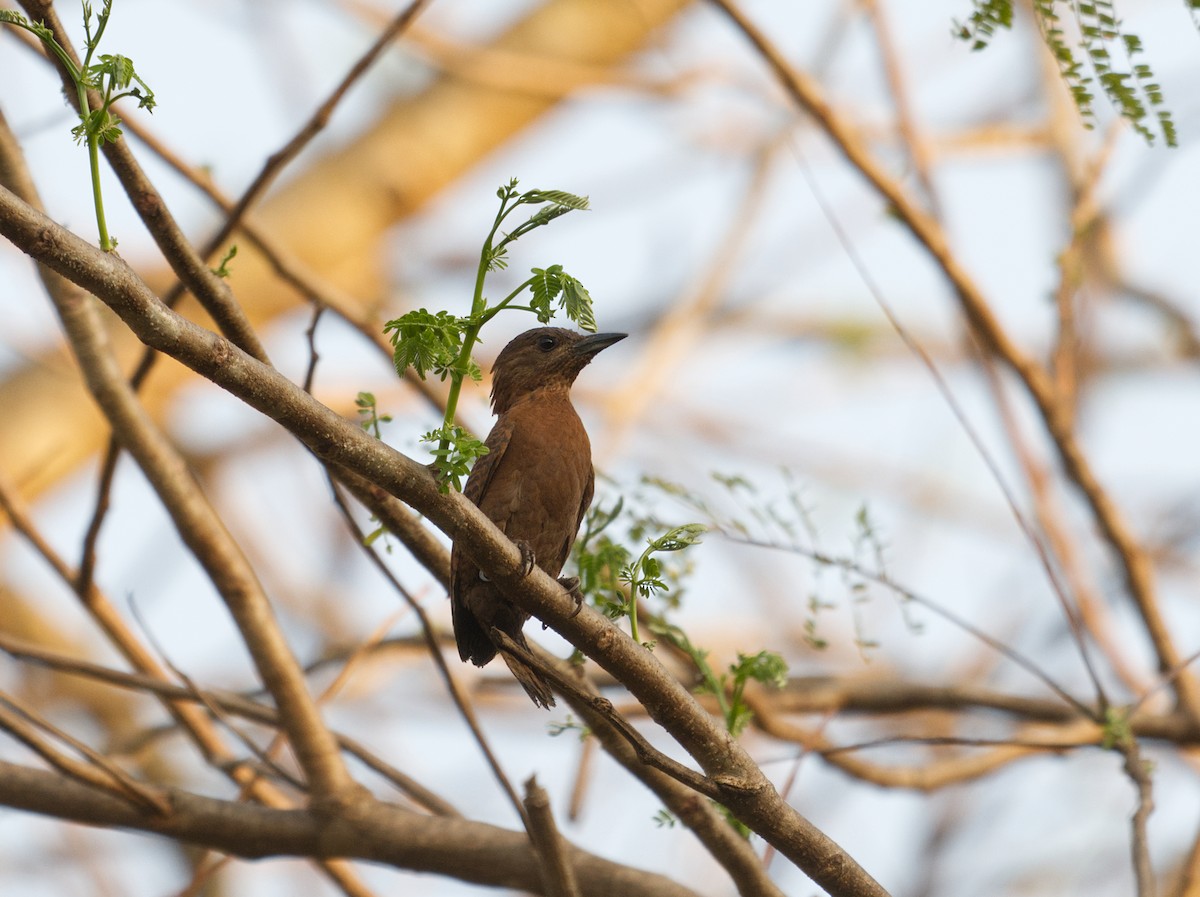 Ятла руда - ML654953150