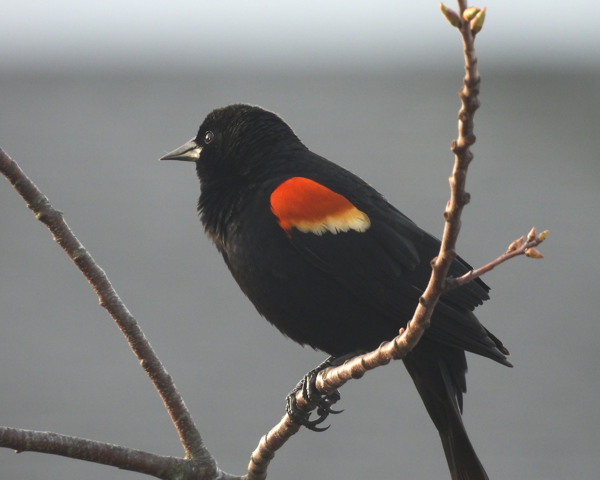 Еполетник червоноплечий - ML654953154