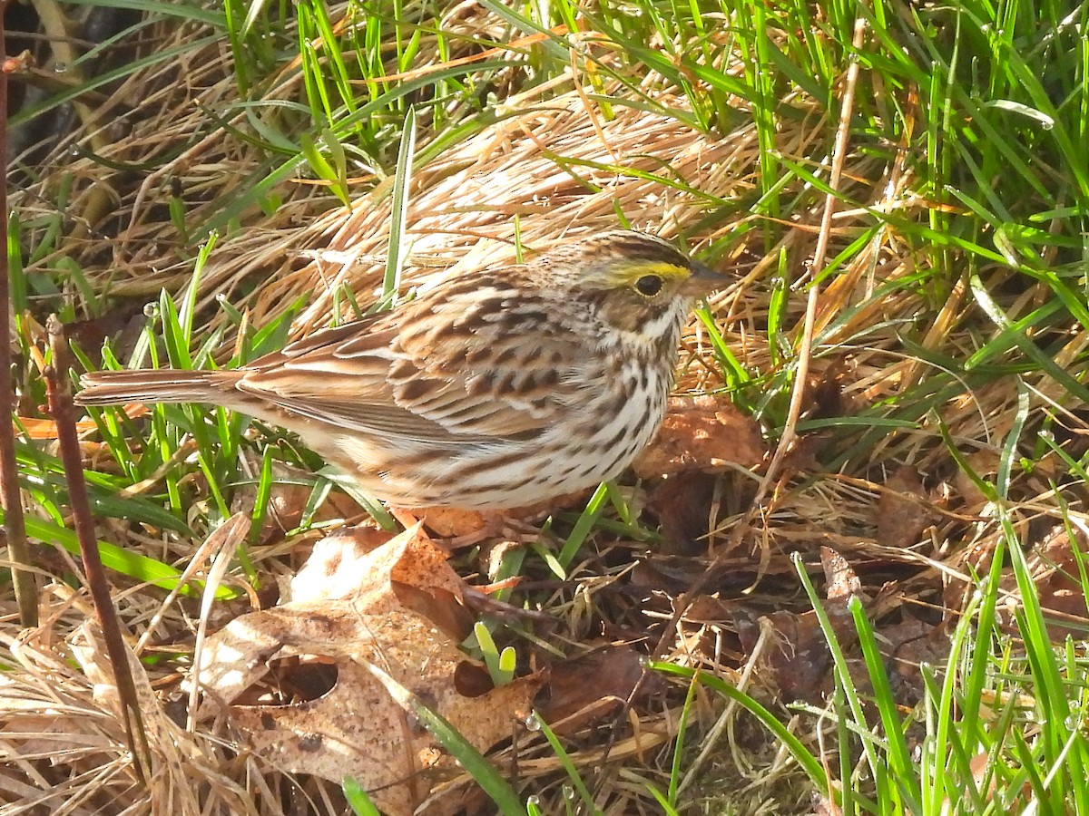 Пасовник савановий - ML654953158