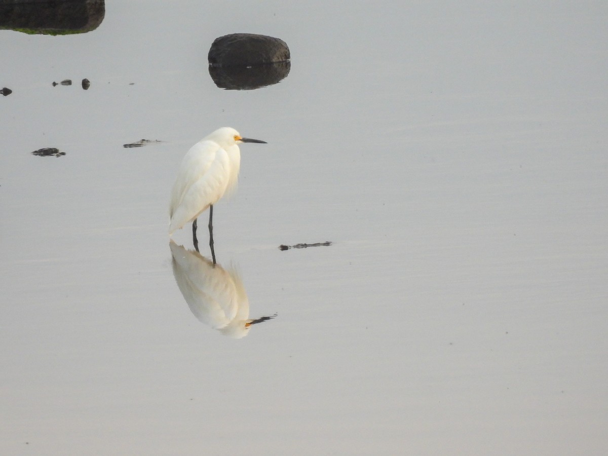 Чепура американська - ML654953159