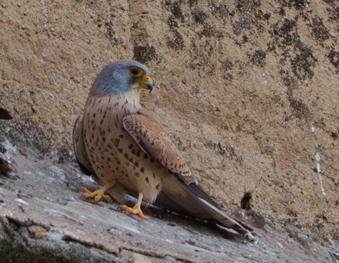 Боривітер степовий - ML654953160