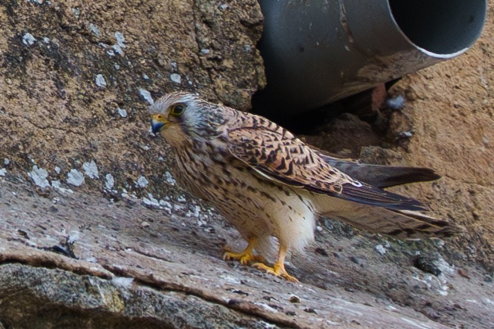 Боривітер степовий - ML654953161