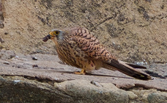 Боривітер степовий - ML654953162