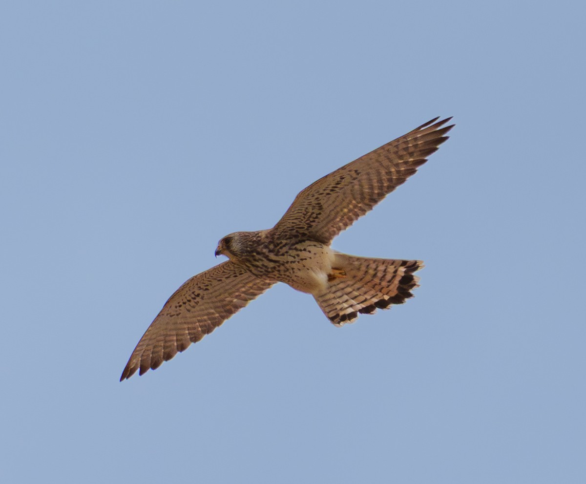 Боривітер степовий - ML654953163