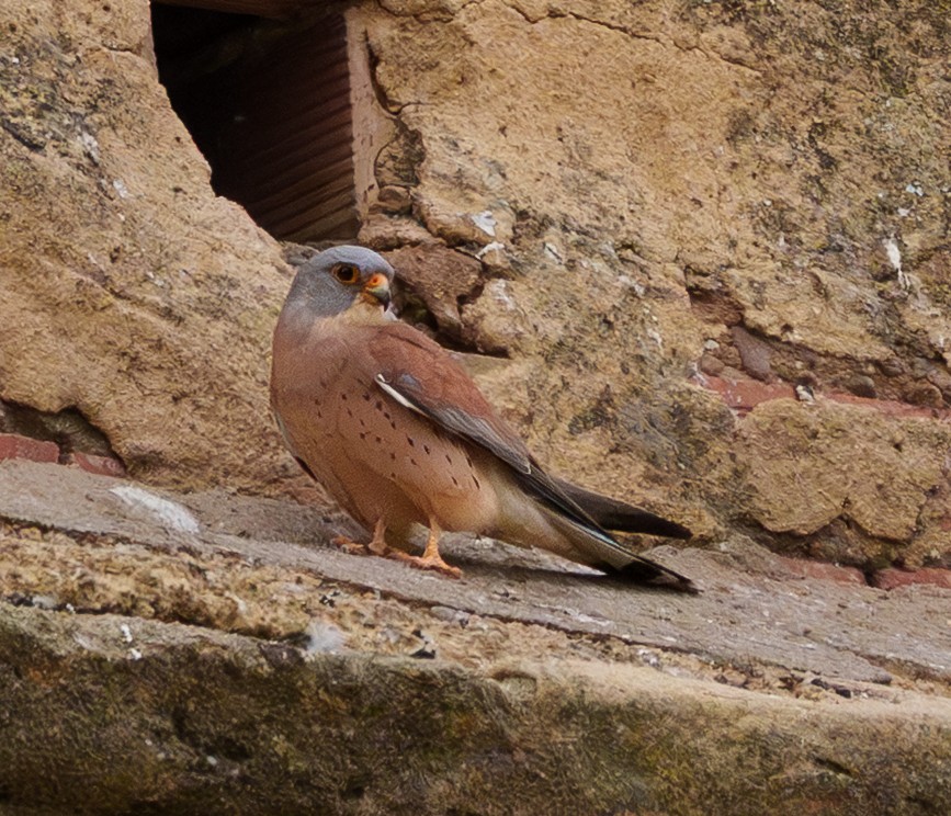 Боривітер степовий - ML654953164