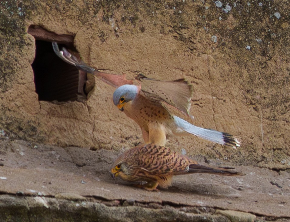 Боривітер степовий - ML654953166