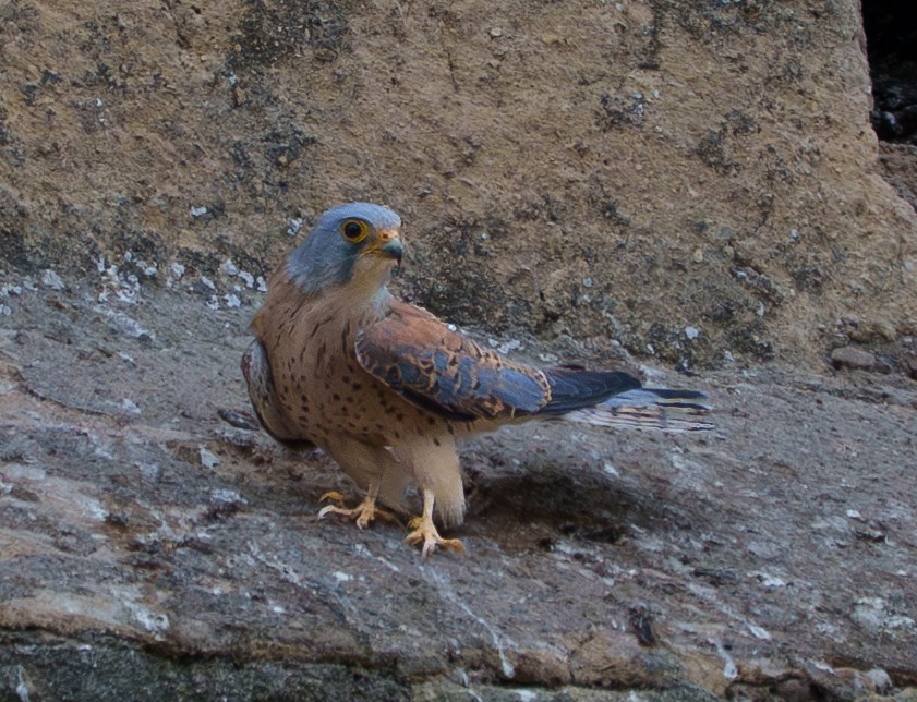 Боривітер степовий - ML654953167