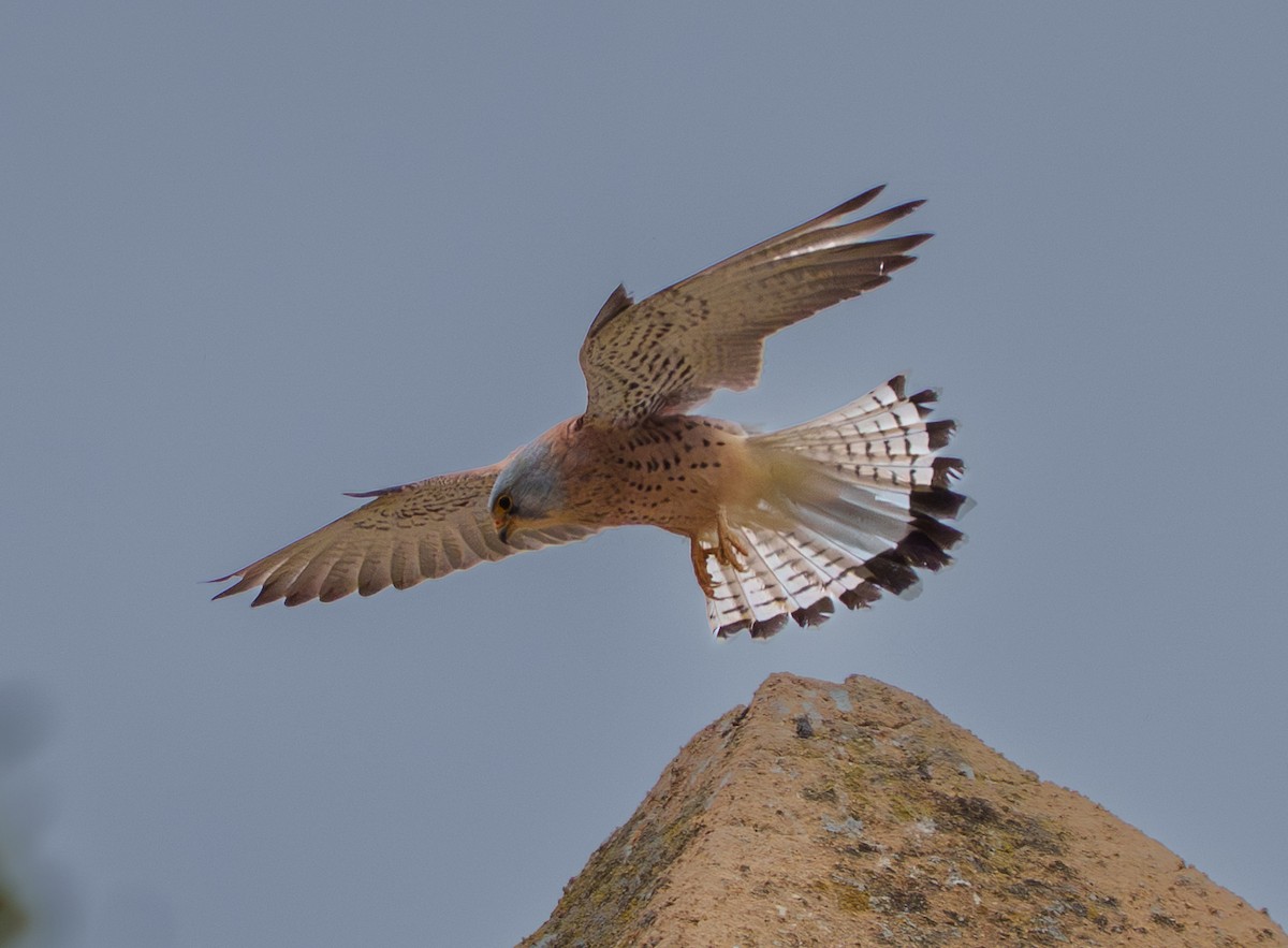 Боривітер степовий - ML654953168