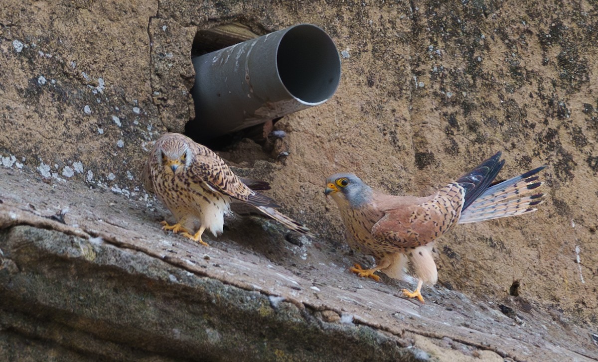 Боривітер степовий - ML654953169