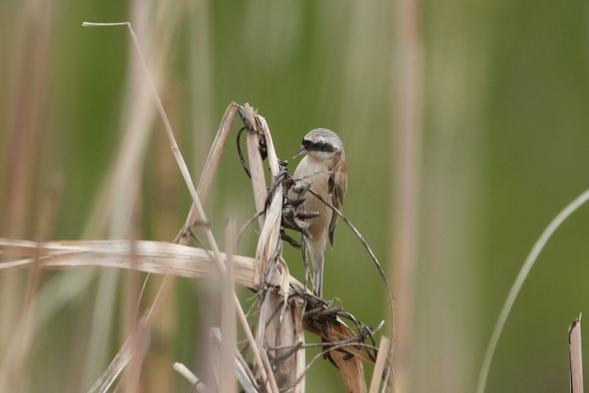 Ремез китайський - ML654953175
