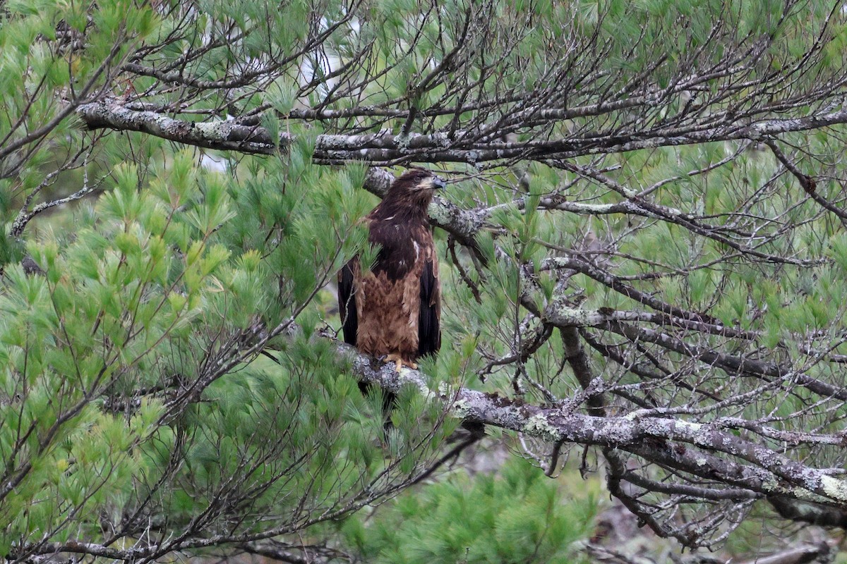 Орлан білоголовий - ML654953176
